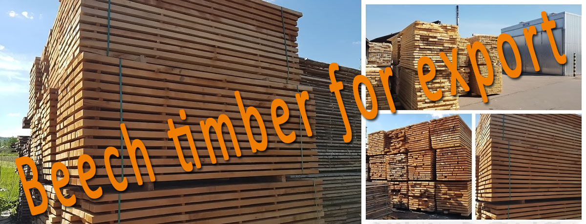 Beech timber for export